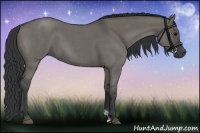 Horse Color:Grullo Roan