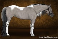Horse Color:Grullo Roan Tobiano