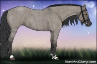Horse Color:Grullo Roan 