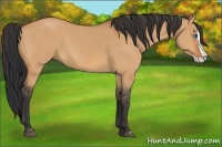 Horse Color:Bay Dun Splash 