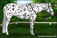 Horse Color:Black Near Leopard 