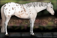 Horse Color:Buckskin Sabino Appaloosa 