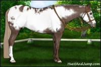 Horse Color:Liver Chestnut Frame Appaloosa 