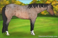 Horse Color:Buckskin Roan 