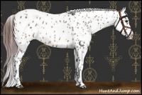 Horse Color:Bay Roan Near Leopard 