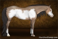 Horse Color:Sable Champagne Frame Rabicano 