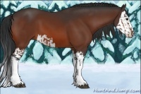 Horse Color:Bay  and Bay Splash 