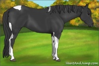 Horse Color:Black Tobiano 
