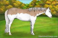 Horse Color:Silver Buckskin Roan Splash 
