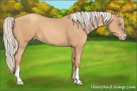 Horse Color:Silver Amber Champagne 