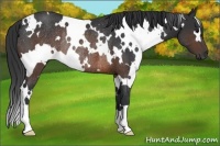 Horse Color:White Spotted Brown Rabicano 