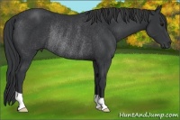 Horse Color:Black Rabicano