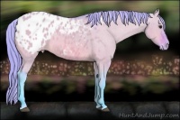 Horse Color:Watercolor Bay Dun Appaloosa 