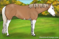 Horse Color:Chestnut Splash 