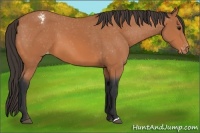 Horse Color:Bay Appaloosa 