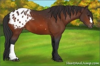 Horse Color:Bay Appaloosa 