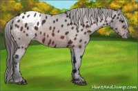 Horse Color:Bay Appaloosa 