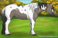 Horse Color:Grullo Tobiano