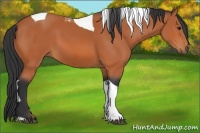 Horse Color:Bay Tobiano 