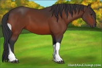 Horse Color:Bay Tobiano