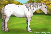 Horse Color:Classic Champagne Appaloosa 
