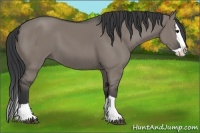 Horse Color:Grullo Splash