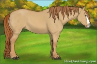 Horse Color:Red Dun Splash 