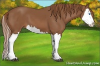Horse Color:Chestnut Splash 