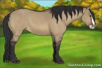 Horse Color:Bay Dun Splash