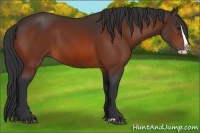Horse Color:Bay Splash 