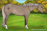 Horse Color:Silver Grullo Roan Rabicano 