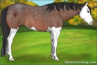 Horse Color:Bay Roan Splash 
