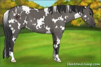 Horse Color:White Spotted Grullo