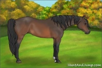 Horse Color:Brown 