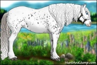 Horse Color:White Spotted Black Splash Tobiano Frame Appaloosa 