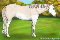 Horse Color:Perlino Splash