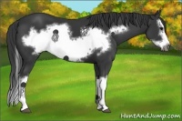 Horse Color:Black Splash Frame
