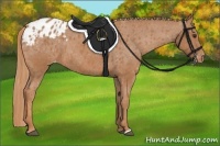Horse Color:Chestnut Appaloosa