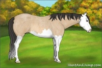 Horse Color:Buckskin Roan Splash 