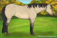 Horse Color:Buckskin Roan Dun