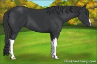 Horse Color:Black 