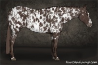 Horse Color:Liver Chestnut Near Leopard  and Liver Chestnut Frame Near Leopard 