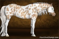 Horse Color:Amber Champagne Appaloosa  and Silver Sable Champagne Splash Appaloosa 