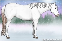 Horse Color:Chestnut Appaloosa 