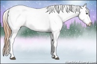 Horse Color:Chestnut Appaloosa 