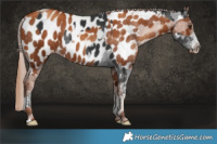 Horse Color:Liver Chestnut Near Leopard  and Gray Gold Champagne Near Leopard 