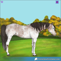 Horse Color:White Spotted Bay Roan Splash  and White Spotted Liver Red Roan Splash 