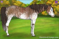 Horse Color:White Spotted Bay Roan Splash and White Spotted Liver Red Roan Splash