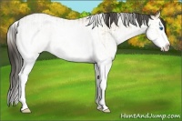 Horse Color:White Spotted Buckskin Roan Dun Splash and White Spotted Buckskin Splash Tobiano