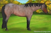 Horse Color:Bay Roan 